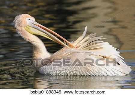 Stock Photograph - Great White Pelican (Pelecanus onocrotalus). Fotosearch