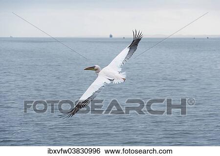 "Great White Pelican (Pelecanus onocrotalus) in flight, in Walvis Bay, Namibia, Africa" View Large Photo Image Stock Photograph - "Great White Pelican (Pelecanus onocrotalus) in flight, in Walvis Bay, Namibia, Africa". Fotosearch