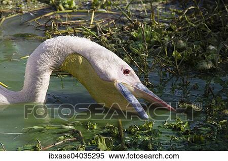 "Great White Pelican (Pelecanus onocrotalus) fishing, Djoudj National Park, Senegal, Africa" View Large Photo Image Stock Photography - "Great White Pelican (Pelecanus onocrotalus) fishing, Djoudj National Park, Senegal, Africa". Fotosearch