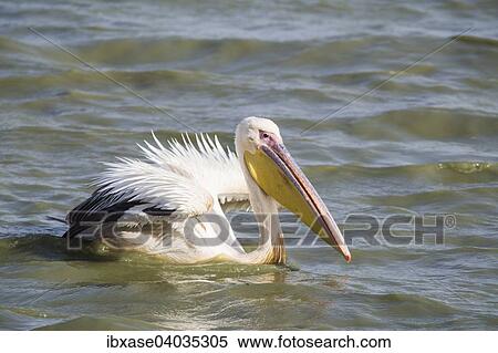 "Great White Pelican (Pelecanus onocrotalus), Djoudj National Park, Senegal, Africa" View Large Photo Image Stock Photography - "Great White Pelican (Pelecanus onocrotalus), Djoudj National Park, Senegal, Africa". Fotosearch