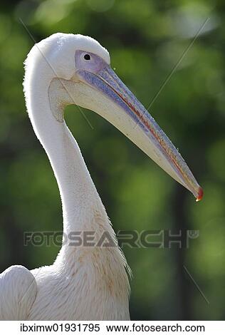 Stock Photography - "Great White Pelican (Pelecanus onocrotalus), portrait". Fotosearch