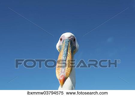 "Great White Pelican (Pelecanus onocrotalus), portrait, Walvis Bay, Namibia, Africa" View Large Photo Image Stock Photography - "Great White Pelican (Pelecanus onocrotalus), portrait, Walvis Bay, Namibia, Africa". Fotosearch