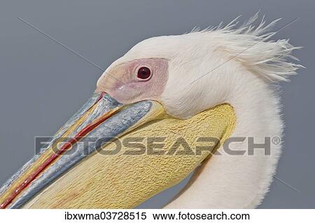 Stock Photography - "Great White Pelican (Pelecanus onocrotalus), portrait, Etosha National Park, Namibia, Africa". Fotosearch