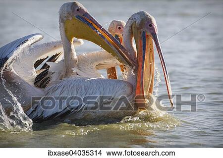 "Great White Pelicans (Pelecanus onocrotalus) fighting over fish, Djoudj National Park, Senegal, Africa" View Large Photo Image Picture - "Great White Pelicans (Pelecanus onocrotalus) fighting over fish, Djoudj National Park, Senegal, Africa". Fotosearch