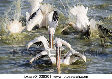"Great White Pelicans (Pelecanus onocrotalus) group fishing, Djoudj National Park, Senegal, Africa" View Large Photo Image Stock Image - "Great White Pelicans (Pelecanus onocrotalus) group fishing, Djoudj National Park, Senegal, Africa". Fotosearch
