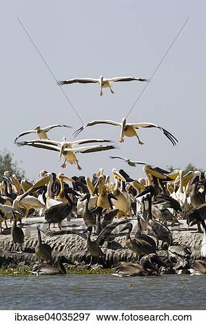 "Great White Pelicans (Pelecanus onocrotalus), adults landing at breeding colony, Djoudj National Park, Senegal, Africa" View Large Photo Image Stock Photo - "Great White Pelicans (Pelecanus onocrotalus), adults landing at breeding colony, Djoudj National Park, Senegal, Africa". Fotosearch