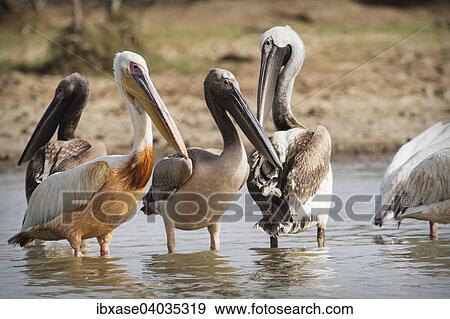 "Great White Pelicans (Pelecanus onocrotalus) group of adults and subadults, Djoudj National Park, Senegal, Africa" View Large Photo Image Stock Photo - "Great White Pelicans (Pelecanus onocrotalus) group of adults and subadults, Djoudj National Park, Senegal, Africa". Fotosearch