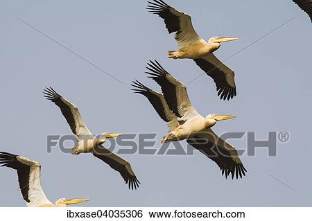 "Great White Pelicans (Pelecanus onocrotalus) group in flight, Djoudj National Park, Senegal, Africa" View Large Photo Image Stock Photograph - "Great White Pelicans (Pelecanus onocrotalus) group in flight, Djoudj National Park, Senegal, Africa". Fotosearch
