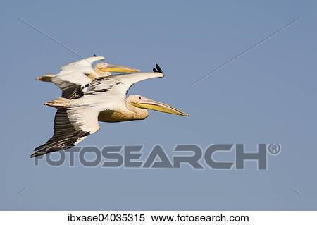 "Great White Pelicans (Pelecanus onocrotalus) in flight, Djoudj National Park, Senegal, Africa" View Large Photo Image Stock Photography - "Great White Pelicans (Pelecanus onocrotalus) in flight, Djoudj National Park, Senegal, Africa". Fotosearch