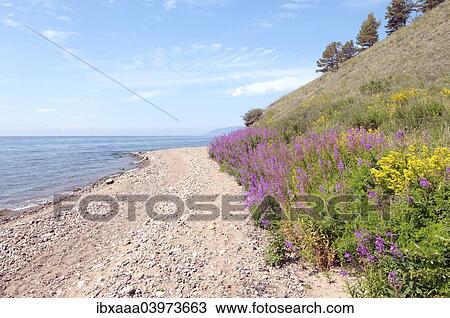 "Great Willow-herb, Rosebay Willowherb (Chamerion angustifolium), Cape Sobolev, Lake Baikal, Siberia, Russia, Europe" View Large Photo Image Stock Image - "Great Willow-herb, Rosebay Willowherb (Chamerion angustifolium), Cape Sobolev, Lake Baikal, Siberia, Russia, Europe". Fotosearch