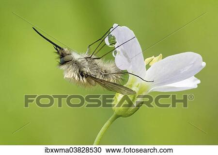"Greater Bee Fly (Bombylius major) feeding on a Cuckoo Flower or Lady's Smock (Cardamine pratensis), North Hesse, Hesse, Germany, Europe" View Large Photo Image Stock Image - "Greater Bee Fly (Bombylius major) feeding on a Cuckoo Flower or Lady's Smock (Cardamine pratensis), North Hesse, Hesse, Germany, Europe". Fotosearch