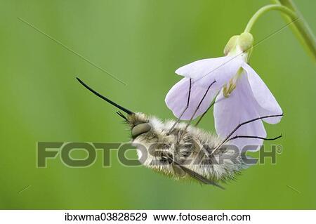 "Greater Bee Fly (Bombylius major) feeding on a Cuckoo Flower or Lady's Smock (Cardamine pratensis), North Hesse, Hesse, Germany, Europe" View Large Photo Image Stock Photo - "Greater Bee Fly (Bombylius major) feeding on a Cuckoo Flower or Lady's Smock (Cardamine pratensis), North Hesse, Hesse, Germany, Europe". Fotosearch