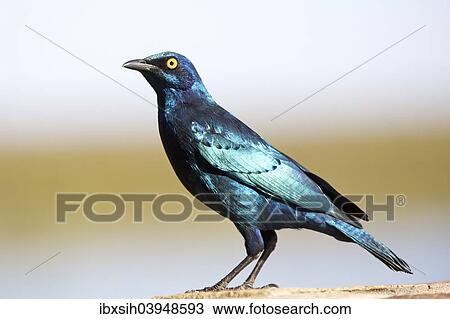 "Greater blue-eared starling (Lamprotornis chalybaeus), Kruger National Park, South Africa, Africa" View Large Photo Image Stock Image - "Greater blue-eared starling (Lamprotornis chalybaeus), Kruger National Park, South Africa, Africa". Fotosearch