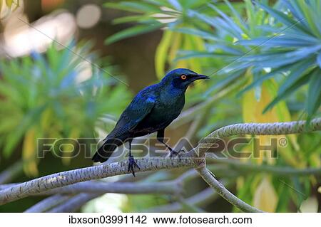 "Greater blue-eared starling (Lamprotornis chalybaeus), adult on tree, Kruger National Park, South Africa, Africa" View Large Photo Image Stock Image - "Greater blue-eared starling (Lamprotornis chalybaeus), adult on tree, Kruger National Park, South Africa, Africa". Fotosearch