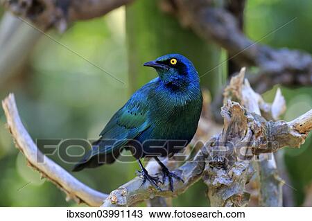 "Greater blue-eared starling (Lamprotornis chalybaeus), adult on tree, Kruger National Park, South Africa, Africa" View Large Photo Image Stock Image - "Greater blue-eared starling (Lamprotornis chalybaeus), adult on tree, Kruger National Park, South Africa, Africa". Fotosearch
