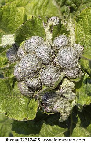 Stock Photography - "Greater burdock, Edible burdock, Lappa (Arctium lappa), Baikal, Siberia, Russian Federation, Eurasia". Fotosearch