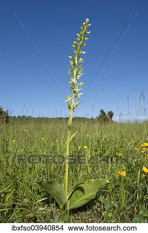 "Greater Butterfly-orchid (Platanthera chlorantha), Thuringia, Germany, Europe" View Large Photo Image Picture - "Greater Butterfly-orchid (Platanthera chlorantha), Thuringia, Germany, Europe". Fotosearch