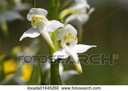 "Greater Butterfly-orchid (Platanthera chlorantha), blooming" View Large Photo Image Stock Image - "Greater Butterfly-orchid (Platanthera chlorantha), blooming". Fotosearch