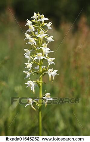 "Greater Butterfly-orchid (Platanthera chlorantha), inflorescence" View Large Photo Image Stock Image - "Greater Butterfly-orchid (Platanthera chlorantha), inflorescence". Fotosearch