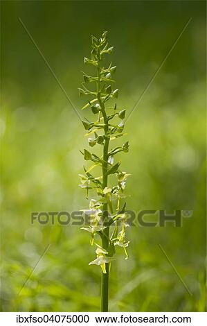 "Greater Butterfly Orchid (Platanthera chlorantha), flowering, Thuringia, Germany, Europe" View Large Photo Image Stock Image - "Greater Butterfly Orchid (Platanthera chlorantha), flowering, Thuringia, Germany, Europe". Fotosearch