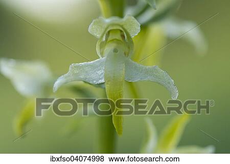 "Greater Butterfly Orchid (Platanthera chlorantha), flower, Thuringia, Germany, Europe" View Large Photo Image Stock Photo - "Greater Butterfly Orchid (Platanthera chlorantha), flower, Thuringia, Germany, Europe". Fotosearch