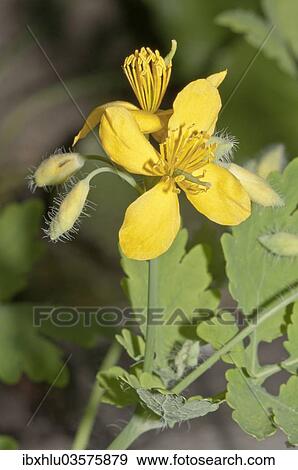 Stock Photo - "Greater Celandine or Tetterwort (Chelidonium majus), Untergroningen, Abtsgmuend, Baden-Wurttemberg, Germany, Europe". Fotosearch