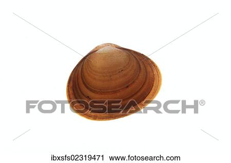 Greater European Pea Clam (Pisidium amnicum) View Large Photo Image Stock Image - Greater European Pea Clam (Pisidium amnicum). Fotosearch