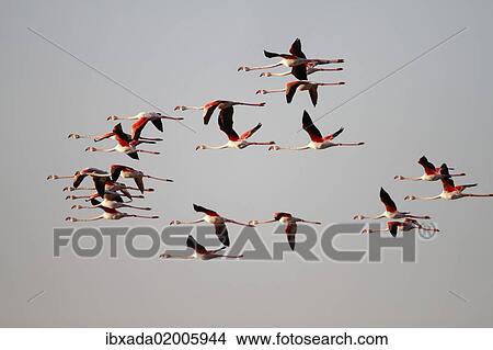 "Greater Flamingo (Phoenicopterus roseus), flock in flight, Camargue, France, Europe" View Large Photo Image Picture - "Greater Flamingo (Phoenicopterus roseus), flock in flight, Camargue, France, Europe". Fotosearch