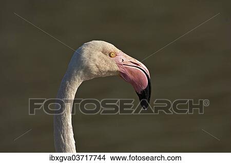 Picture - "Greater Flamingo (Phoenicopterus roseus), portrait, Camargue, France, Europe". Fotosearch