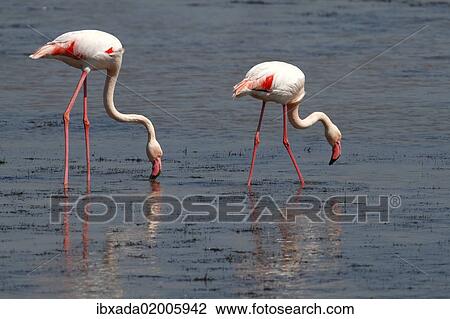 "Greater Flamingo (Phoenicopterus roseus), foraging in shallow water, Camargue, France, Europe" View Large Photo Image Stock Image - "Greater Flamingo (Phoenicopterus roseus), foraging in shallow water, Camargue, France, Europe". Fotosearch