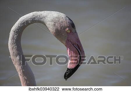 "Greater Flamingo (Phoenicopterus roseus), Camargue, France, Europe" View Large Photo Image Stock Image - "Greater Flamingo (Phoenicopterus roseus), Camargue, France, Europe". Fotosearch
