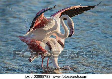 "Greater Flamingo (Phoenicopterus roseus), pair mating, copula, Camargue, Southern France, France, Europe" View Large Photo Image Stock Image - "Greater Flamingo (Phoenicopterus roseus), pair mating, copula, Camargue, Southern France, France, Europe". Fotosearch
