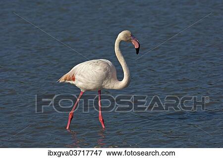 "Greater Flamingo (Phoenicopterus roseus) wading in shallow water, Camargue, France, Europe" View Large Photo Image Stock Photo - "Greater Flamingo (Phoenicopterus roseus) wading in shallow water, Camargue, France, Europe". Fotosearch