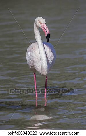 "Greater Flamingo (Phoenicopterus roseus), Camargue, France, Europe" View Large Photo Image Stock Photo - "Greater Flamingo (Phoenicopterus roseus), Camargue, France, Europe". Fotosearch