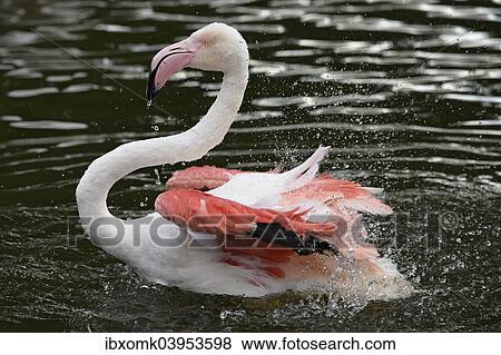 "Greater Flamingo (Phoenicopterus roseus) preening, captive, Baden-Wurttemberg, Germany, Europe" View Large Photo Image Stock Photo - "Greater Flamingo (Phoenicopterus roseus) preening, captive, Baden-Wurttemberg, Germany, Europe". Fotosearch