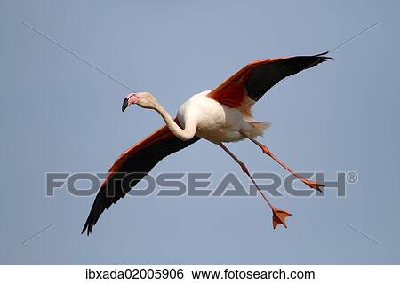 "Greater Flamingo (Phoenicopterus roseus), landing, Camargue, France, Europe" View Large Photo Image Stock Photograph - "Greater Flamingo (Phoenicopterus roseus), landing, Camargue, France, Europe". Fotosearch
