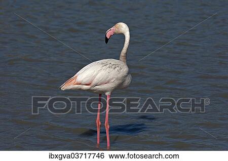 "Greater Flamingo (Phoenicopterus roseus) wading in shallow water, Camargue, France, Europe" View Large Photo Image Stock Photograph - "Greater Flamingo (Phoenicopterus roseus) wading in shallow water, Camargue, France, Europe". Fotosearch