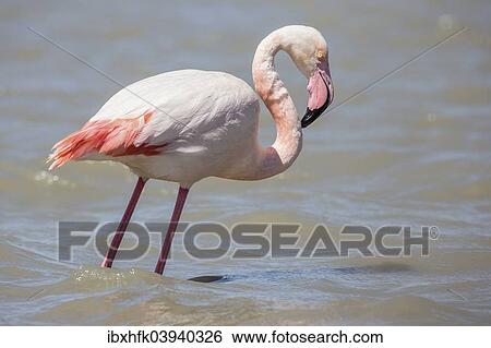 "Greater Flamingo (Phoenicopterus roseus), Camargue, France, Europe" View Large Photo Image Stock Photograph - "Greater Flamingo (Phoenicopterus roseus), Camargue, France, Europe". Fotosearch