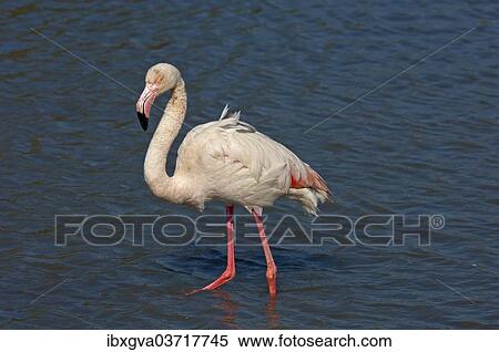 Stock Photography - "Greater Flamingo (Phoenicopterus roseus), wading in shallow water, Camargue, France, Europe". Fotosearch