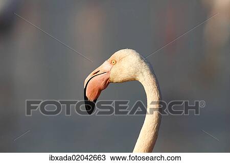 "Greater Flamingoes (Phoenicopterus roseus), portrait, Camargue, France, Europe" View Large Photo Image Stock Image - "Greater Flamingoes (Phoenicopterus roseus), portrait, Camargue, France, Europe". Fotosearch