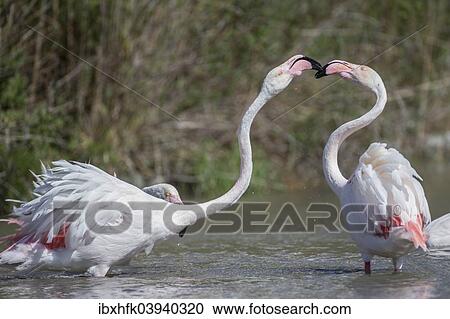"Greater Flamingoes (Phoenicopterus roseus), Camargue, France, Europe" View Large Photo Image Stock Image - "Greater Flamingoes (Phoenicopterus roseus), Camargue, France, Europe". Fotosearch