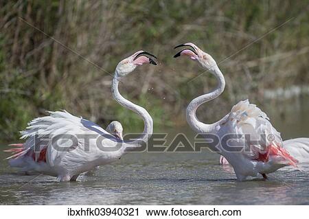 Stock Image - "Greater Flamingoes (Phoenicopterus roseus), Camargue, France, Europe". Fotosearch