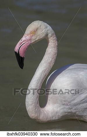 "Greater Flamingoes (Phoenicopterus roseus), Camargue, France, Europe" View Large Photo Image Stock Image - "Greater Flamingoes (Phoenicopterus roseus), Camargue, France, Europe". Fotosearch