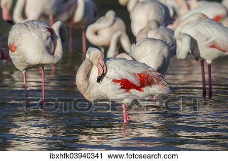 "Greater Flamingoes (Phoenicopterus roseus), Camargue, France, Europe" View Large Photo Image Stock Image - "Greater Flamingoes (Phoenicopterus roseus), Camargue, France, Europe". Fotosearch