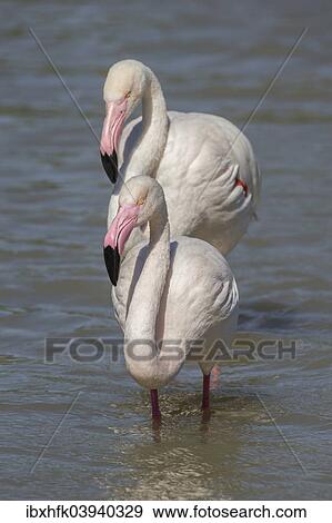 "Greater Flamingoes (Phoenicopterus roseus), Camargue, France, Europe" View Large Photo Image Stock Photo - "Greater Flamingoes (Phoenicopterus roseus), Camargue, France, Europe". Fotosearch