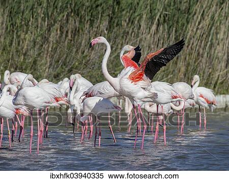 "Greater Flamingoes (Phoenicopterus roseus), Camargue, France, Europe" View Large Photo Image Stock Photography - "Greater Flamingoes (Phoenicopterus roseus), Camargue, France, Europe". Fotosearch