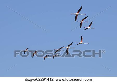 Stock Image - "Greater flamingos (Phoenicopterus roseus), in flight, flock of birds, Camargue, France, Europe". Fotosearch