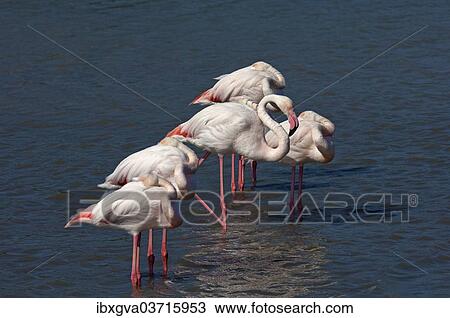 Stock Image - "Greater Flamingos (Phoenicopterus roseus) standing in water, Camargue, France, Europe". Fotosearch