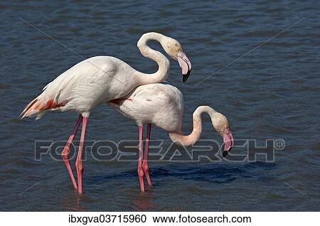 "Greater Flamingos (Phoenicopterus roseus) wading in water, Camargue, France, Europe" View Large Photo Image Stock Image - "Greater Flamingos (Phoenicopterus roseus) wading in water, Camargue, France, Europe". Fotosearch