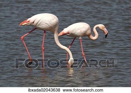 "Greater Flamingos (Phoenicopterus roseus) foraging in shallow water, Camargue, France, Europe" View Large Photo Image Stock Photo - "Greater Flamingos (Phoenicopterus roseus) foraging in shallow water, Camargue, France, Europe". Fotosearch
